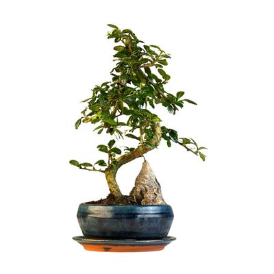 Fukien Teebaum Bonsai mit Felsen P15 S ( Carmona baum )