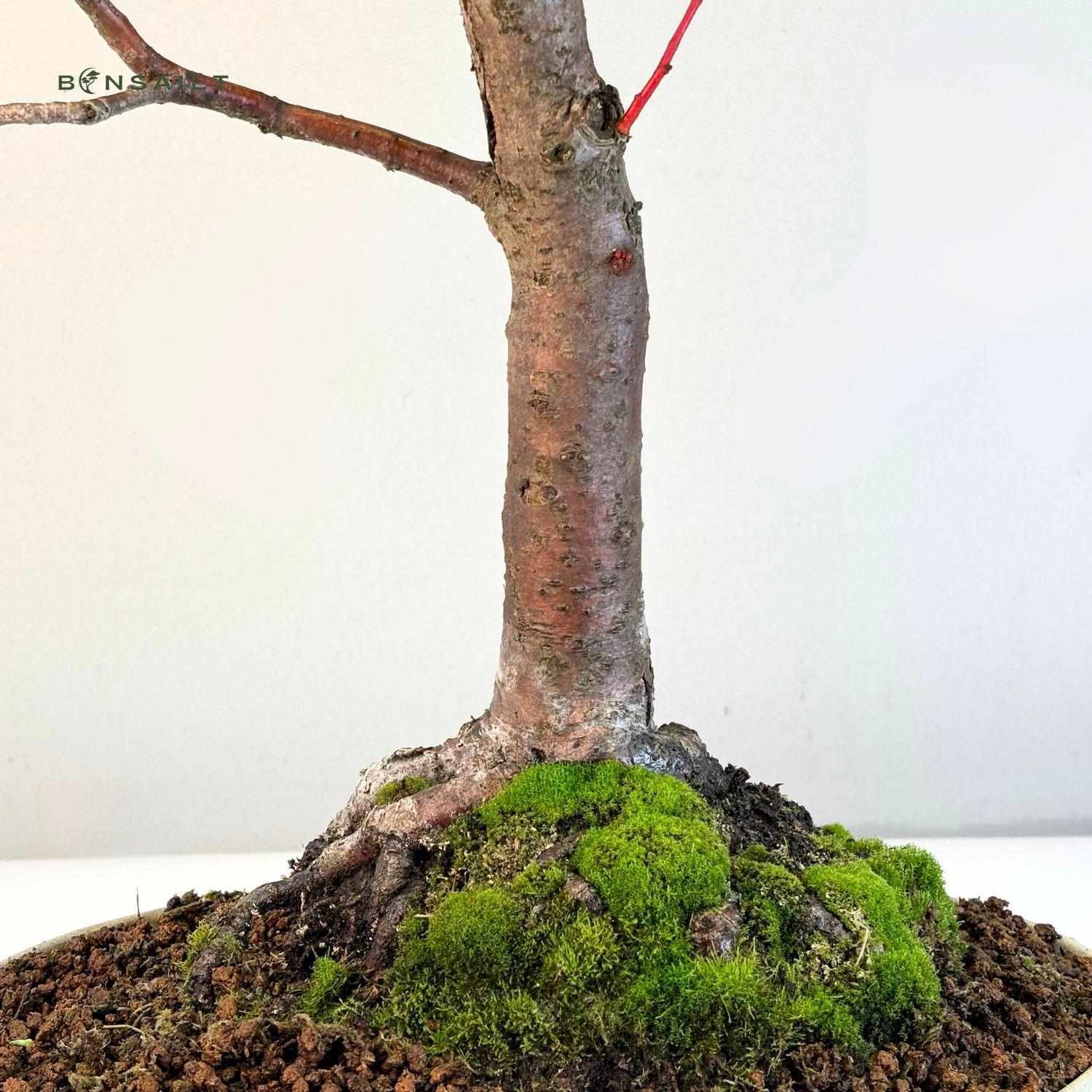 Bonsai Linde (Tilia)