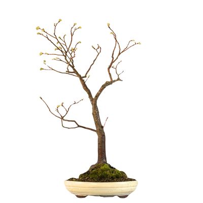 Bonsai Linde (Tilia)