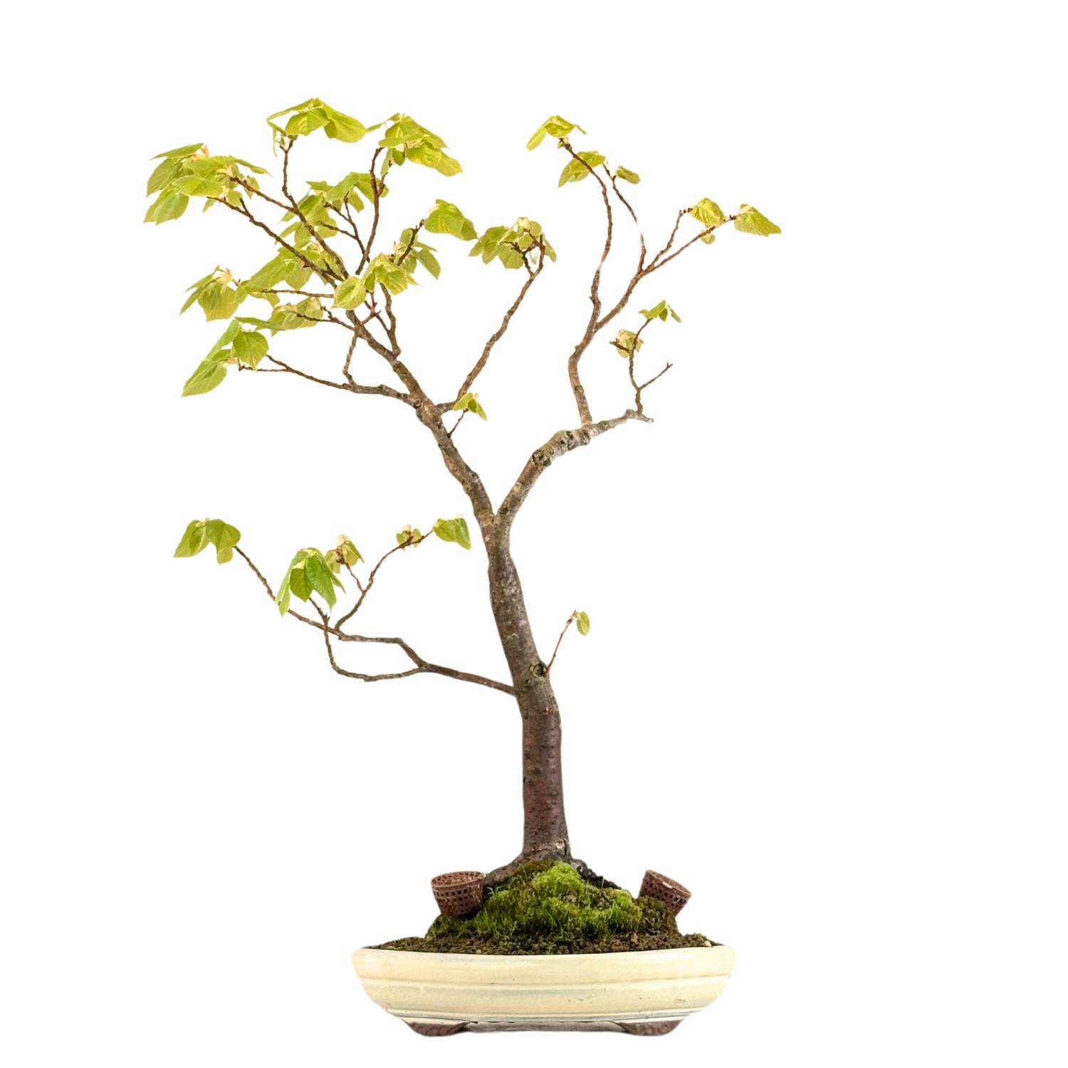 Bonsai Linde (Tilia)