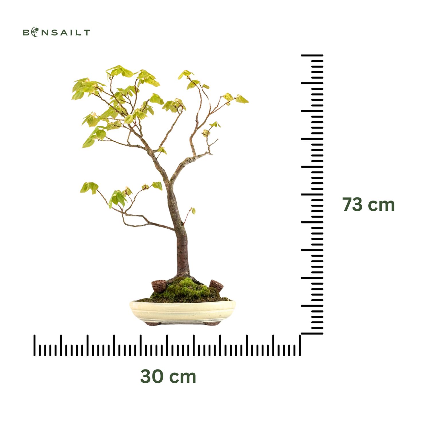 parrotia persica bonsai Flowering Parrot Beak Bonsai Tree main image 0
