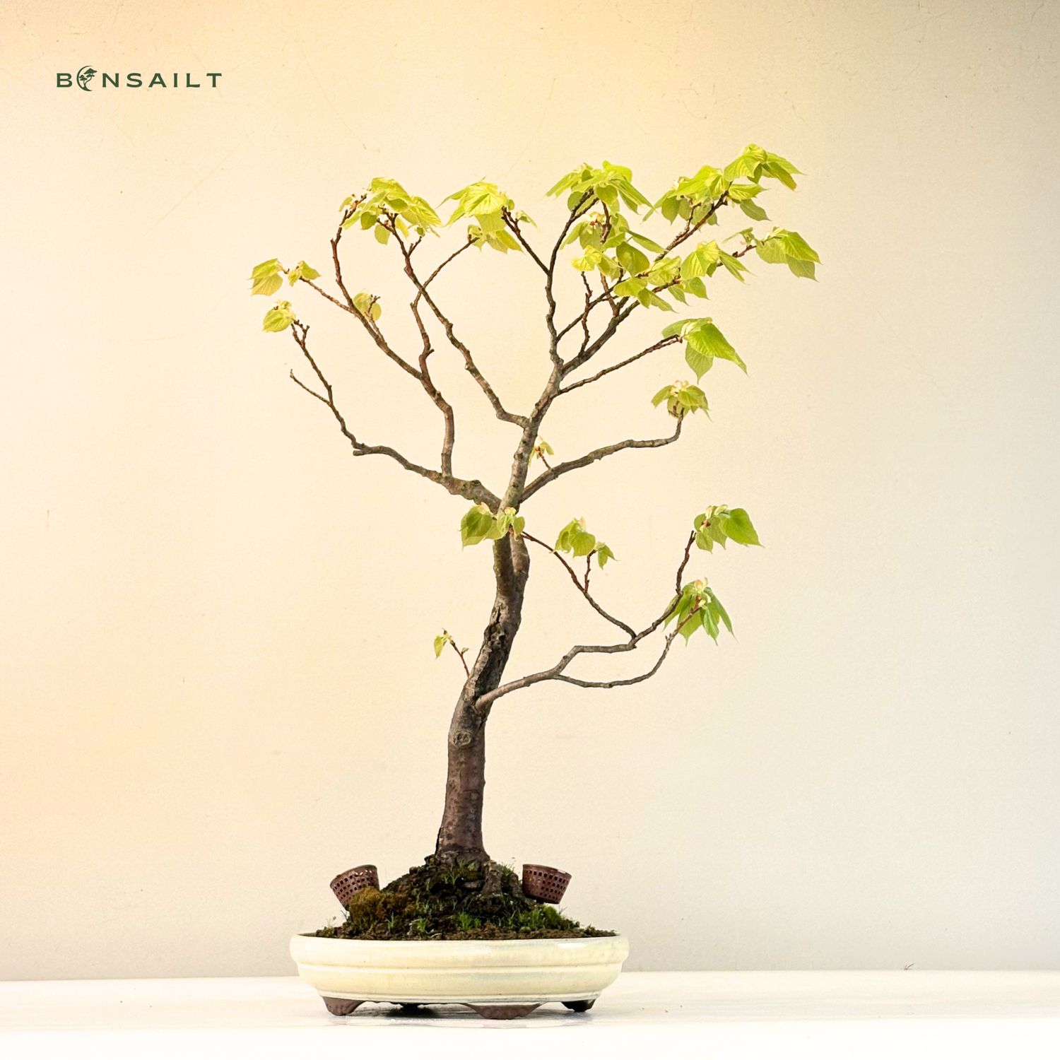 Bonsai Linde (Tilia)