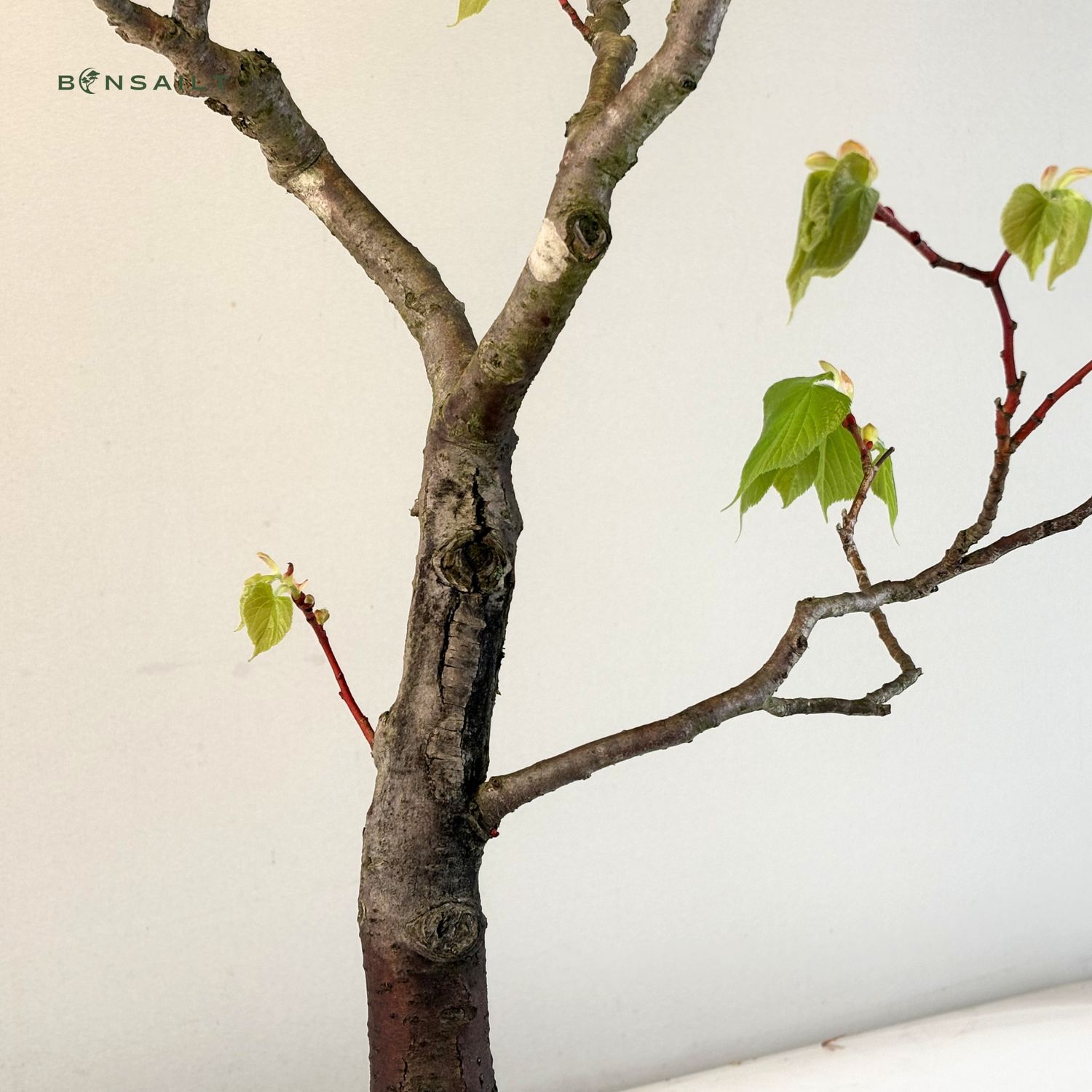 Bonsai Linde (Tilia)