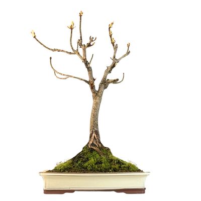 ​Bonsai Kasztan (Aesculus)