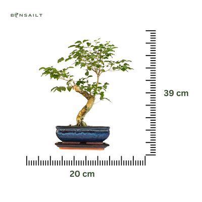 Ligustrum Bonsai P20 S