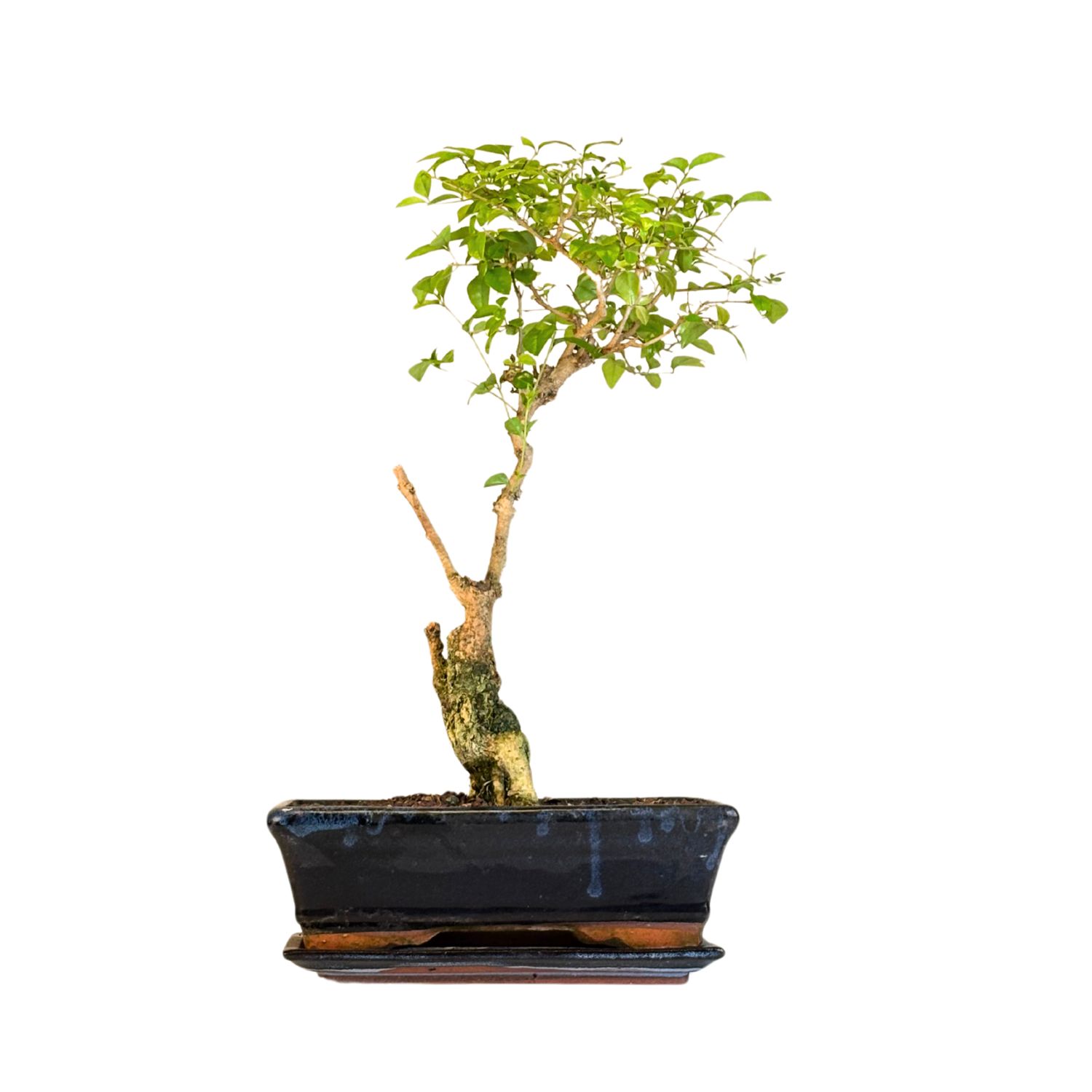Ligustrum Bonsai P25