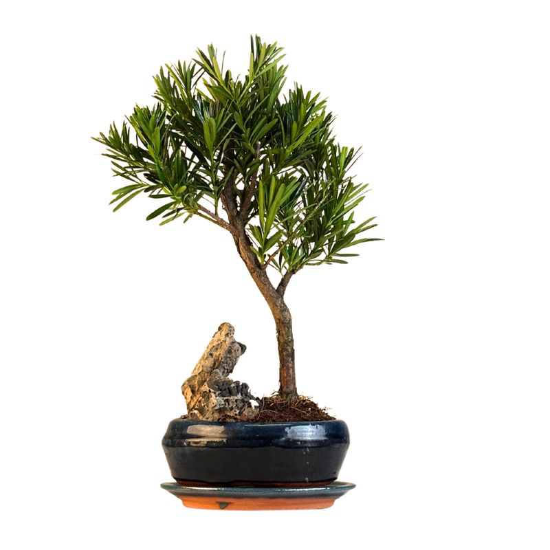 Podocarpus-Bonsai, buddhistischer Kiefernbonsai mit Stein P16