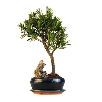 Podocarpus-Bonsai, buddhistischer Kiefernbonsai mit Stein P16