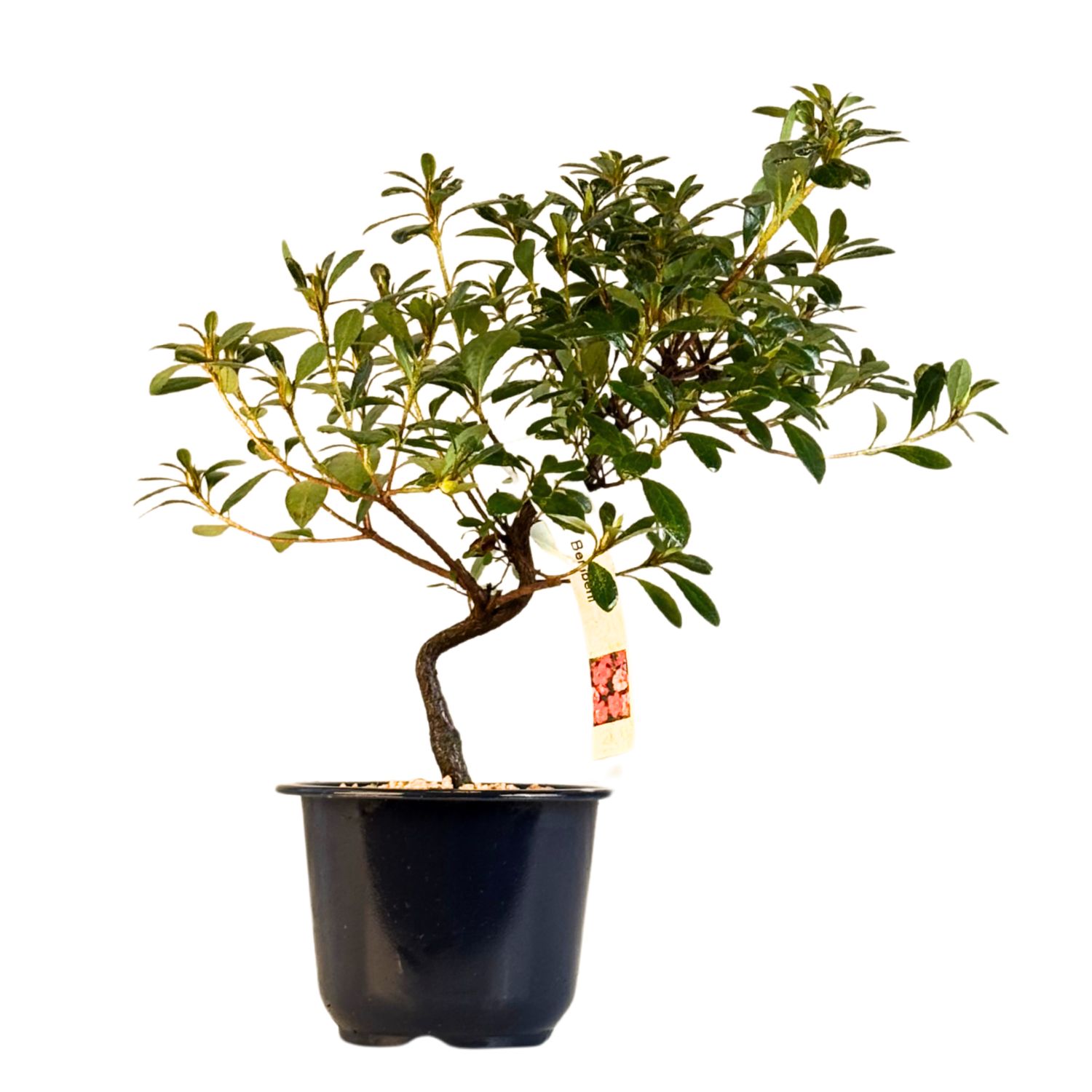 Japanische Satsuki-Azalee "Benibeni" P12