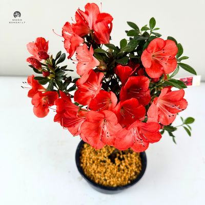 Japanische Satsuki-Azalee "Benibeni" P12