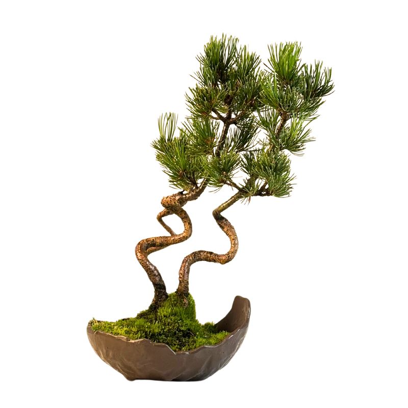 Japanischer Weißkiefer Bonsai-Wald – Pinus parviflora