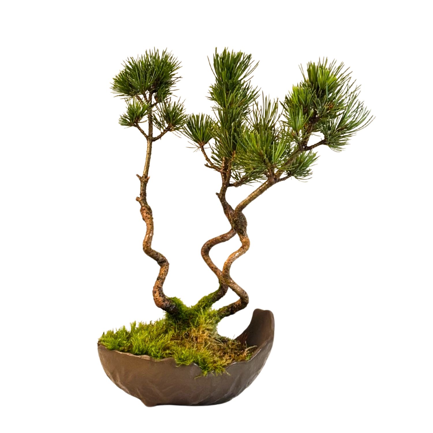 Japanischer Weißkiefer Bonsai-Wald – Pinus parviflora