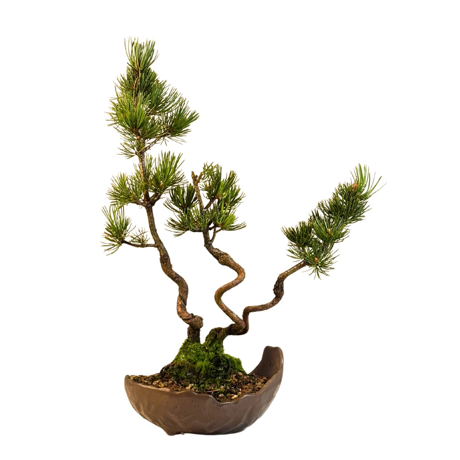 Japanischer Weißkiefer Bonsai-Wald – Pinus parviflora