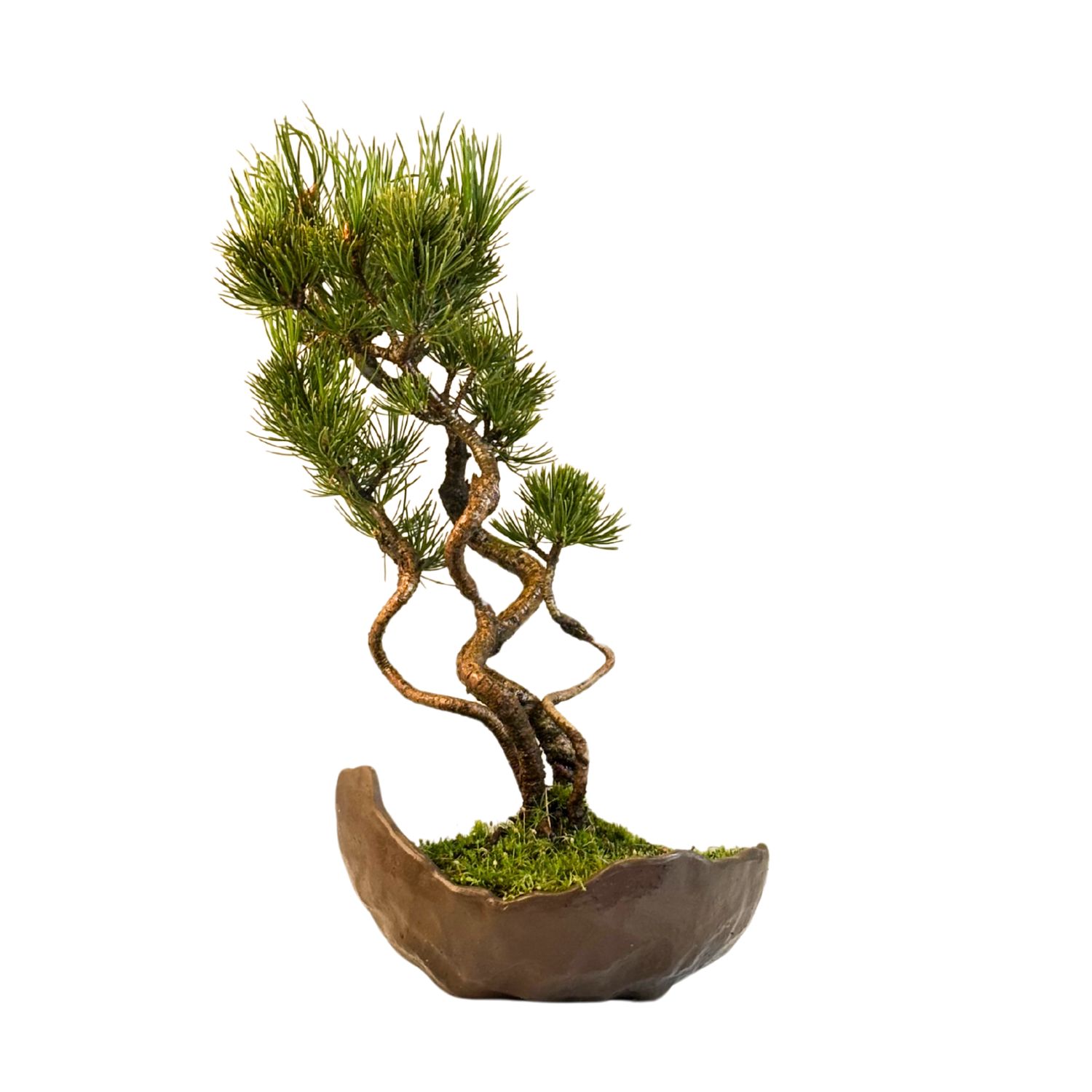 Japanischer Weißkiefer Bonsai-Wald – Pinus parviflora