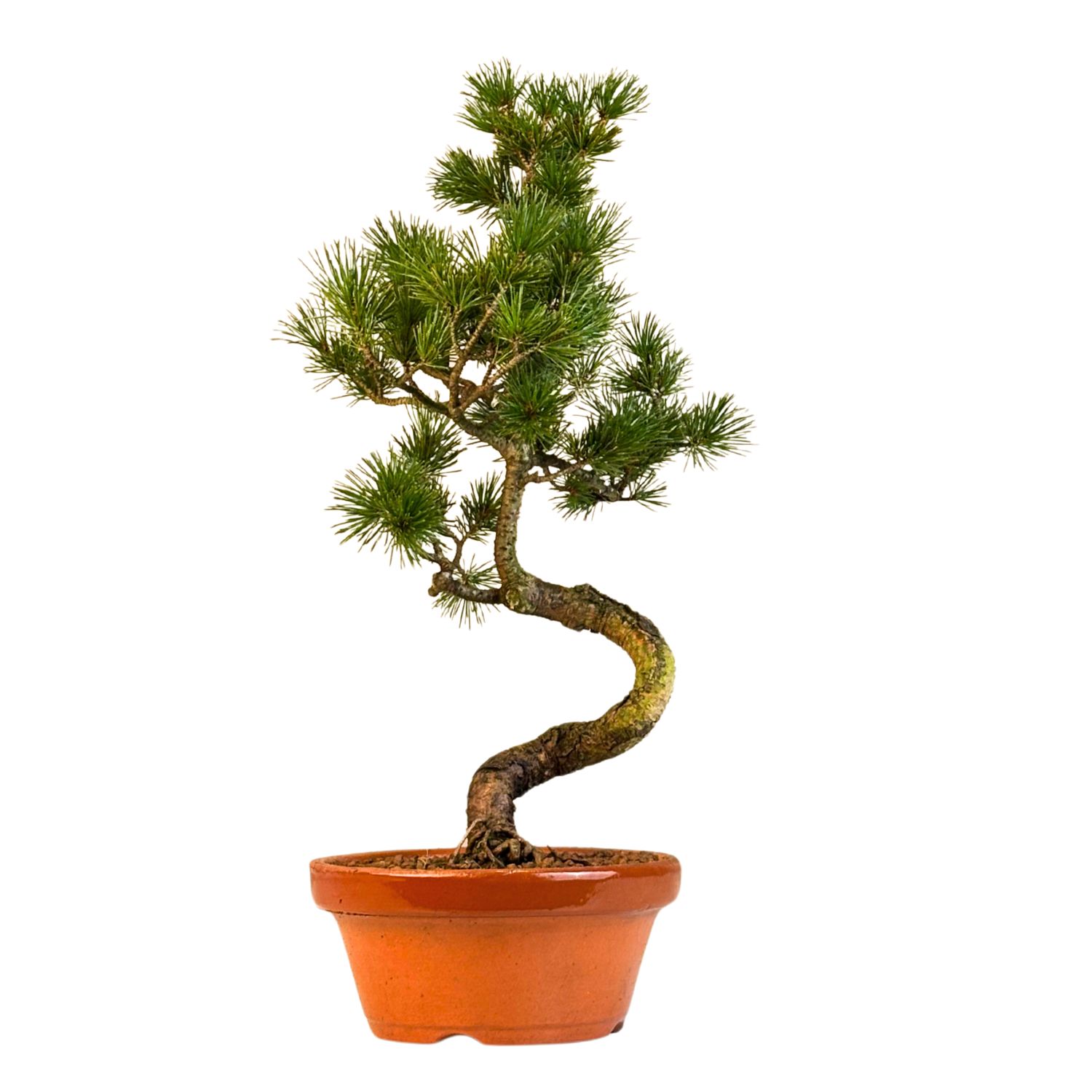 Japan Weißer Kiefer Bonsai Pinus P16