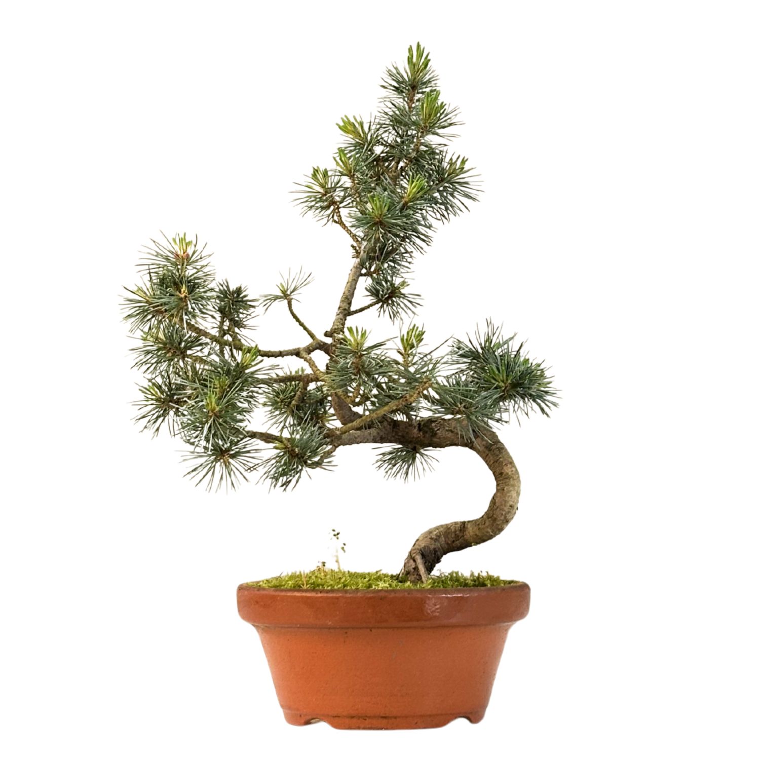 Japan Weißer Kiefer Bonsai Pinus P16