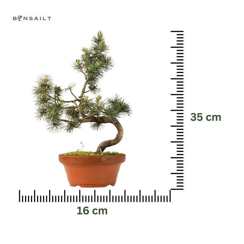Japan Weißer Kiefer Bonsai Pinus P16