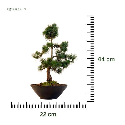 Japan Weißer Kiefer Bonsai Pinus P22