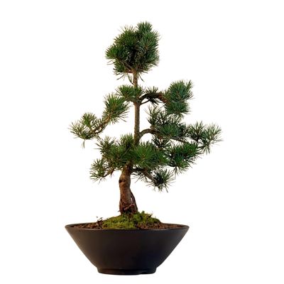 Japan Weißer Kiefer Bonsai Pinus P22 Japan Weißer Kiefer Bonsai Pinus P22
