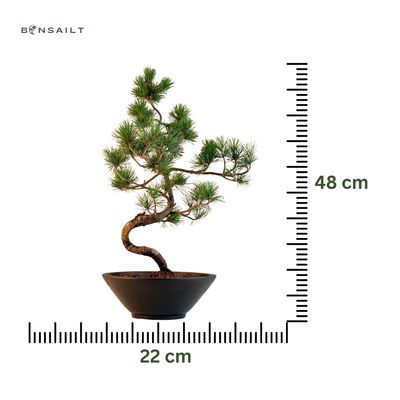 Japan Weißer Kiefer Bonsai Pinus P22