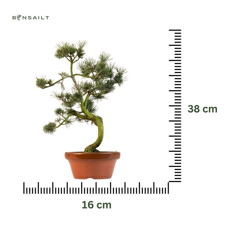 Japan Weißer Kiefer Bonsai Pinus P16