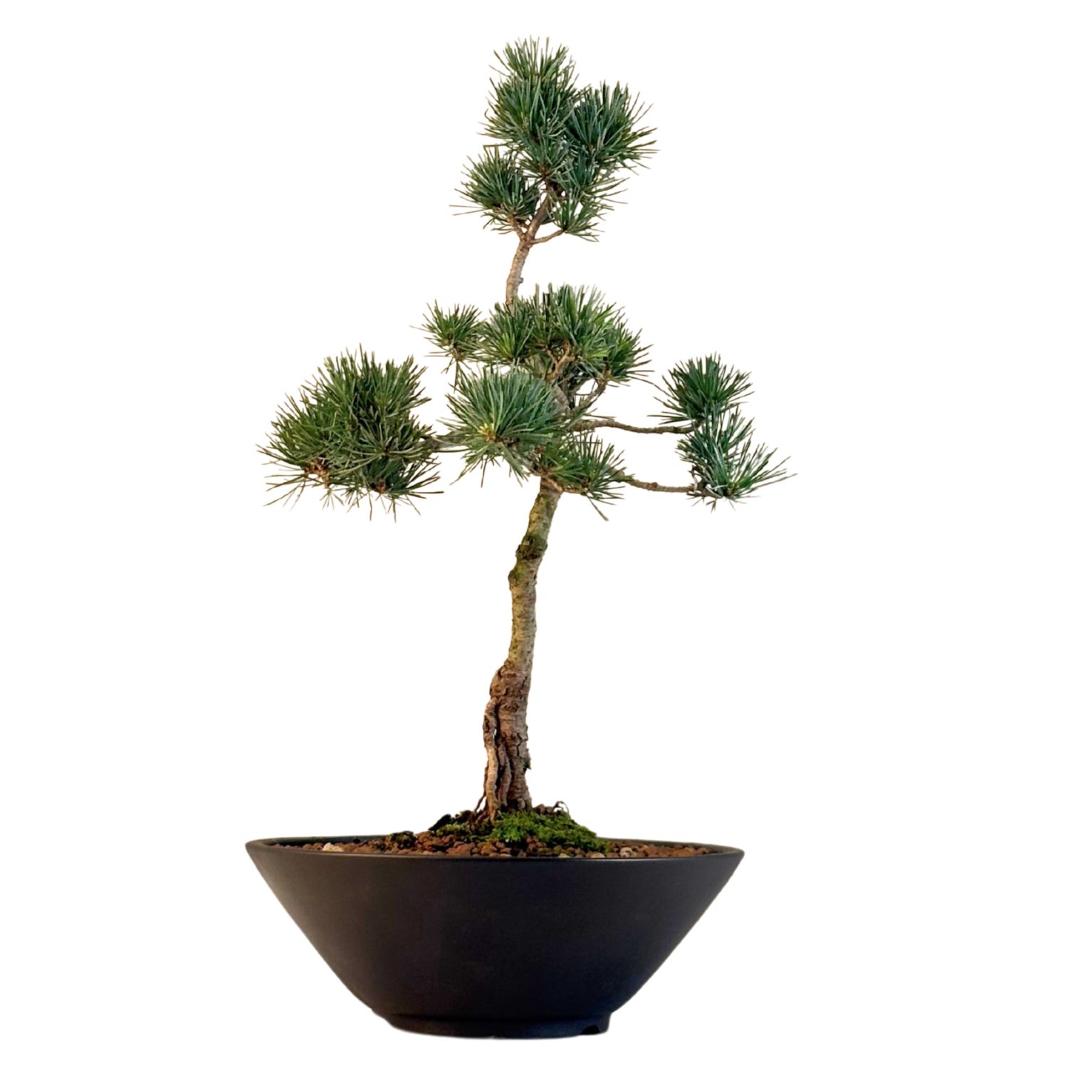 Japan Weißer Kiefer Bonsai Pinus P22