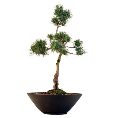 Japan Weißer Kiefer Bonsai Pinus P22 Japan Weißer Kiefer Bonsai Pinus P22