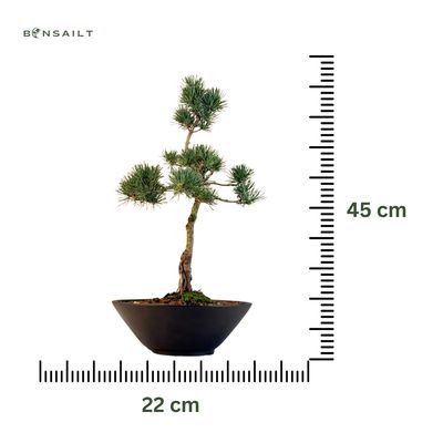 Japan Weißer Kiefer Bonsai Pinus P22