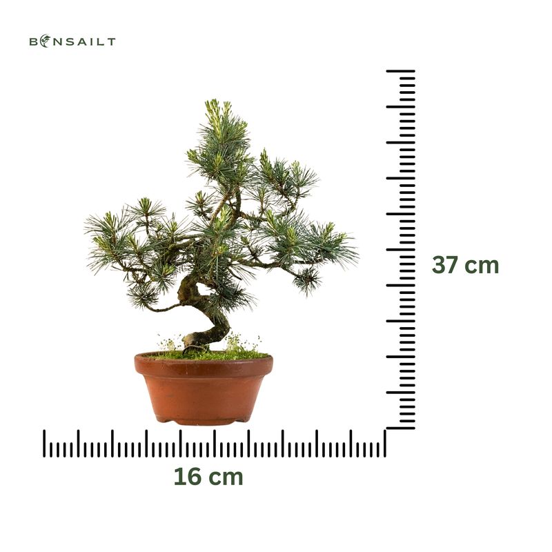 Japan Weißer Kiefer Bonsai Pinus P16