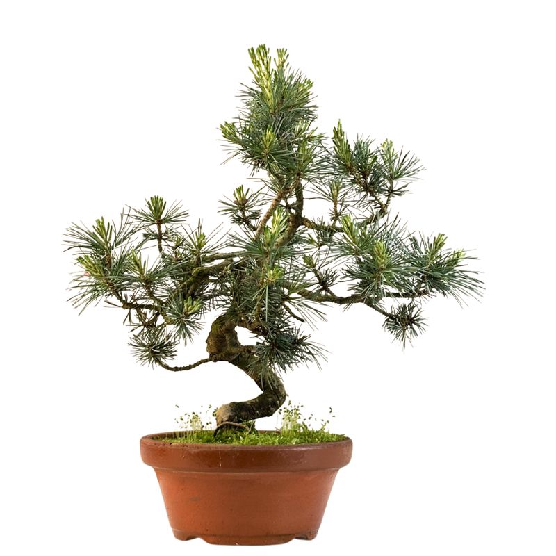 Japan Weißer Kiefer Bonsai Pinus P16 Japan Weißer Kiefer Bonsai Pinus P16