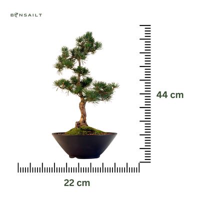 Japan Weißer Kiefer Bonsai Pinus P22