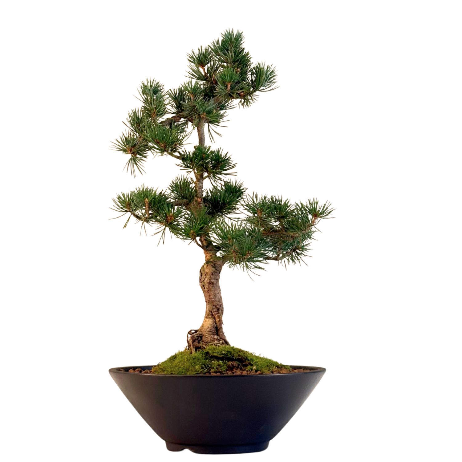 Japan Weißer Kiefer Bonsai Pinus P22
