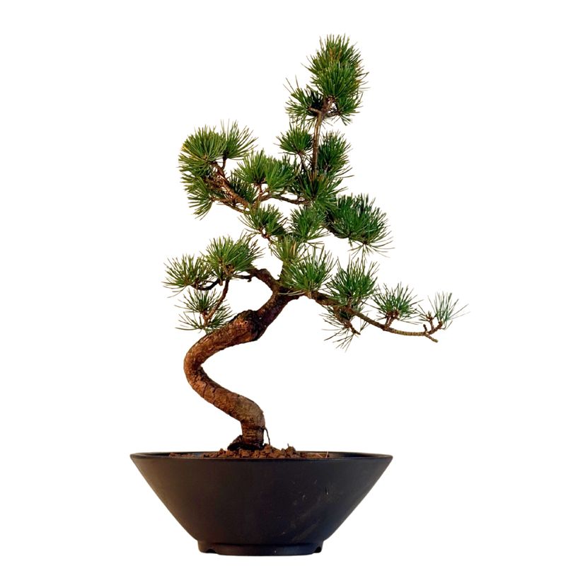 Japan Weißer Kiefer Bonsai Pinus P22