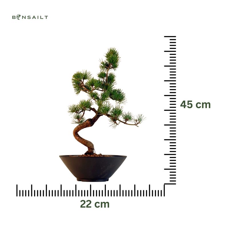 Japan Weißer Kiefer Bonsai Pinus P22