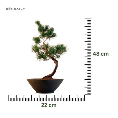 Japan Weißer Kiefer Bonsai Pinus P22