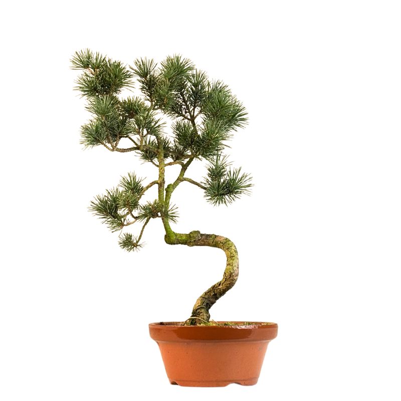 Japan Weißer Kiefer Bonsai Pinus P16 Japan Weißer Kiefer Bonsai Pinus P16