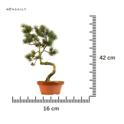 Japan Weißer Kiefer Bonsai Pinus P16