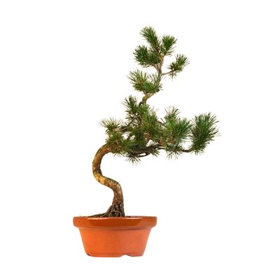 Japan Weißer Kiefer Bonsai Pinus P16