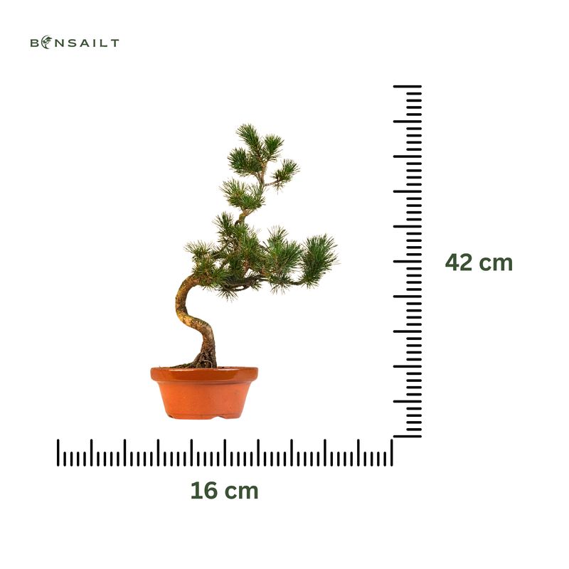 Japan Weißer Kiefer Bonsai Pinus P16