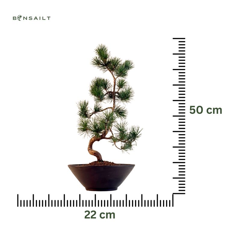 Japan Weißer Kiefer Bonsai Pinus P22