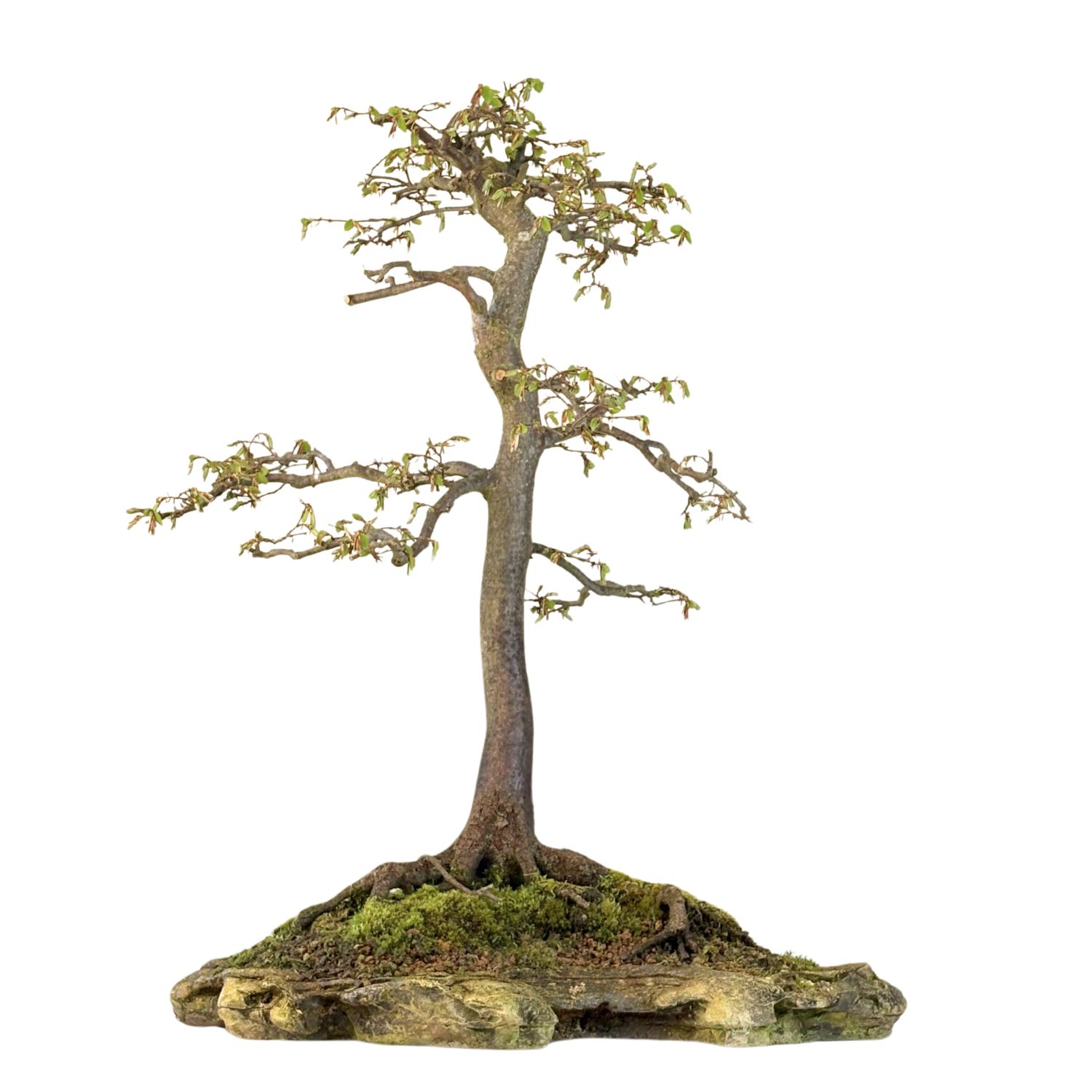 Koreanische Hainbuche (Hornbeam) Carpinus P50