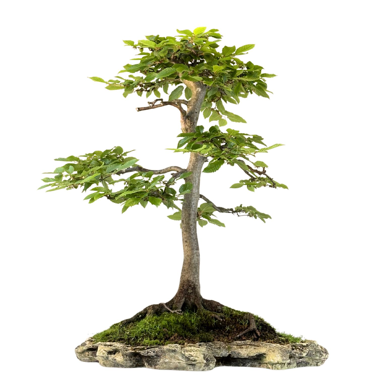 Koreanische Hainbuche (Hornbeam) Carpinus P50