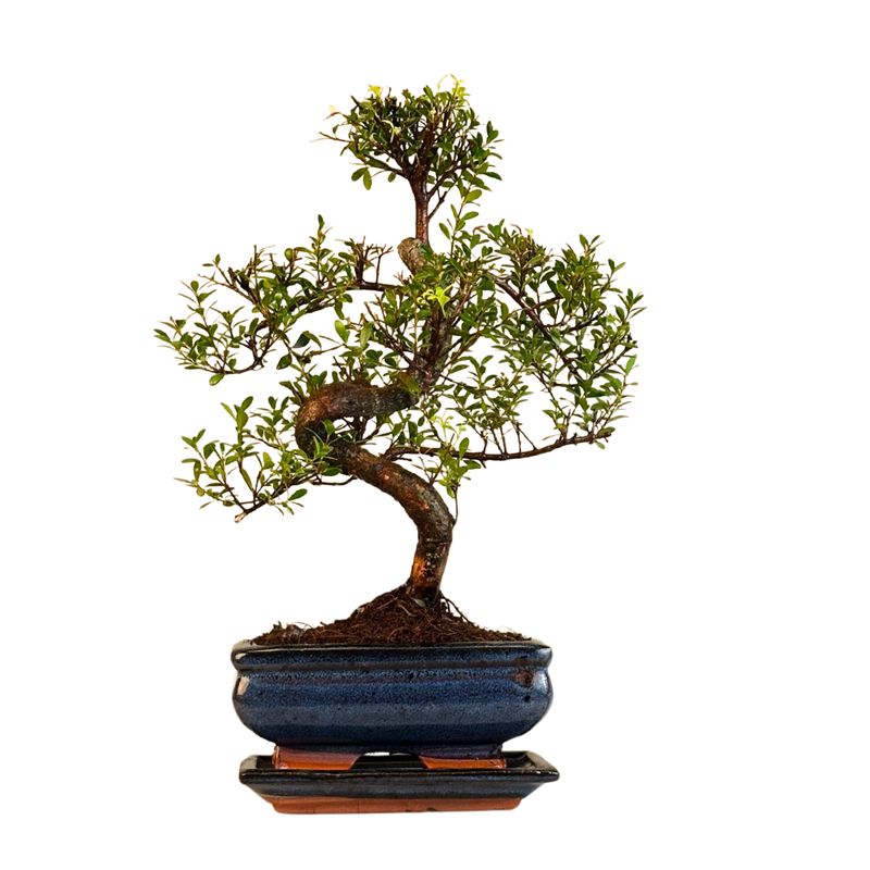 Syzygium Bonsai P15S