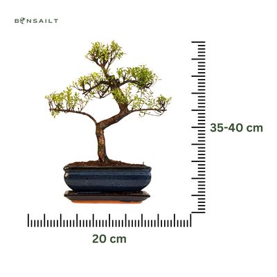 Syzygium Bonsai P20 S