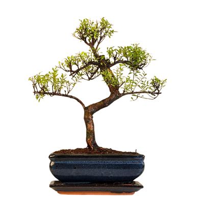 Syzygium Bonsai P20 S