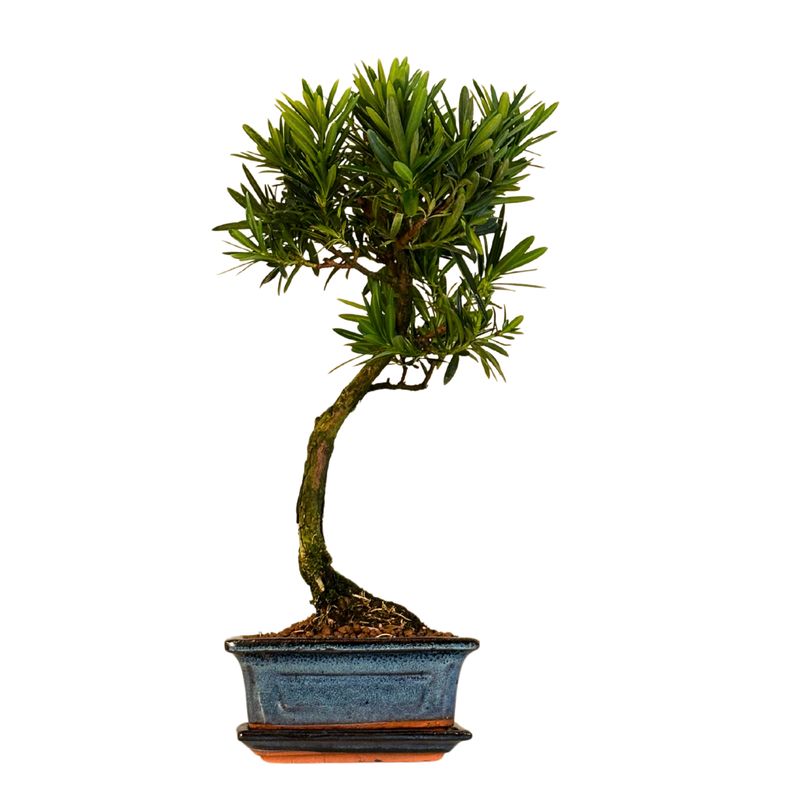 Podocarpus Bonsai Buddhistische Kiefer bonsai  P15 S