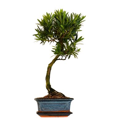 Podocarpus Bonsai Buddhistische Kiefer bonsai P15 S