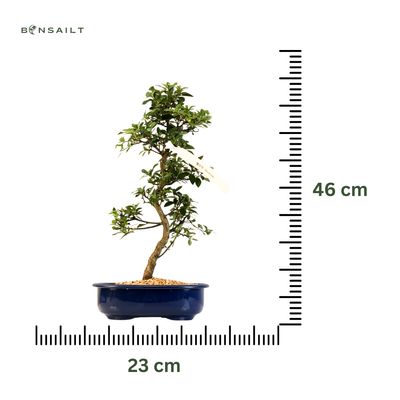 Satsuki Azalee Bonsai P23cm Topf ,,Secchuka''