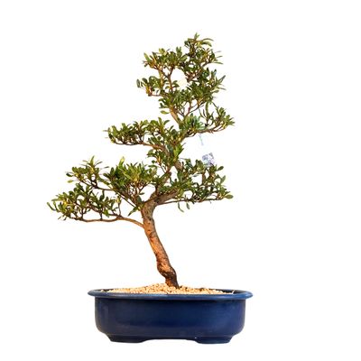 Satsuki Azalee Bonsai P23cm Topf ,,Chihiro''