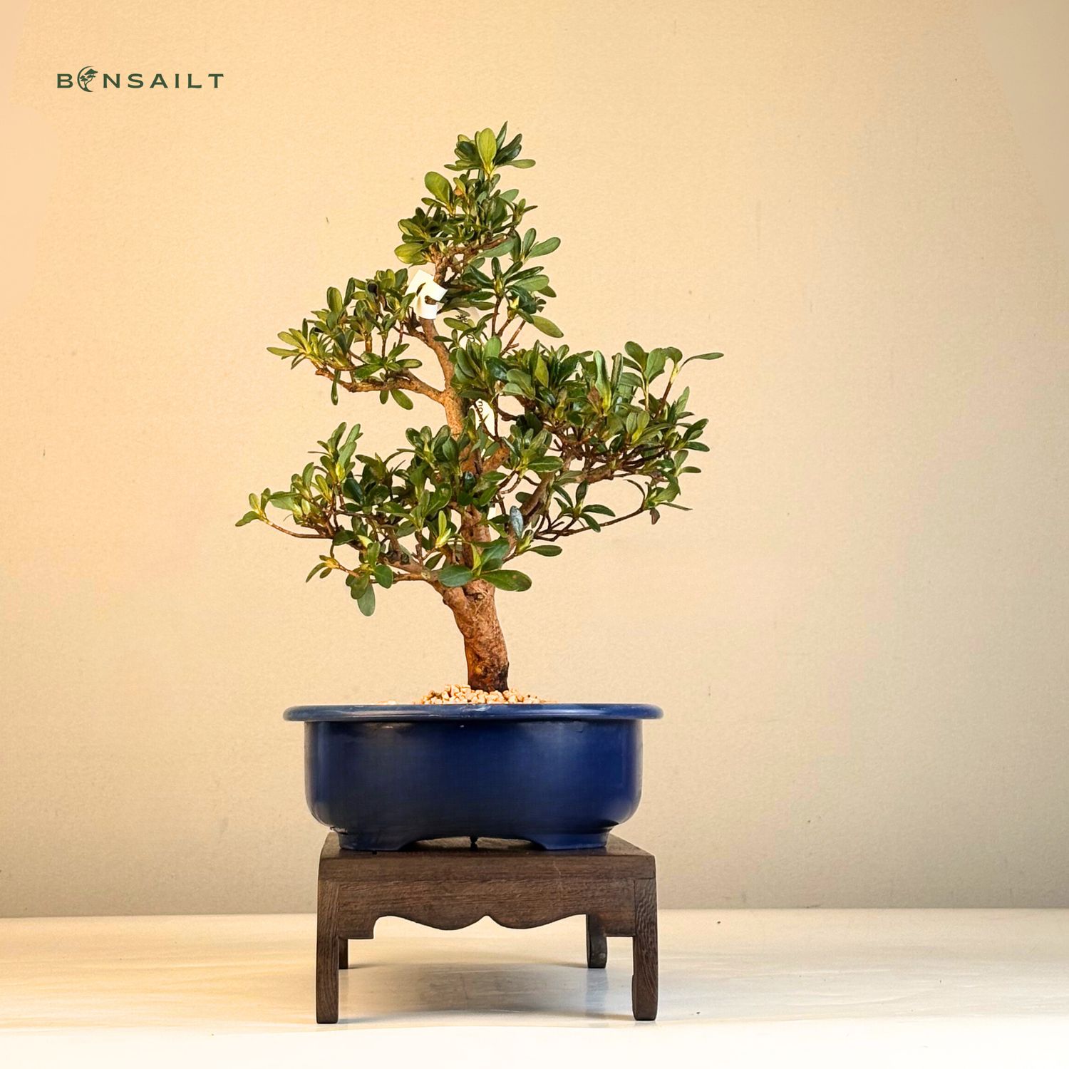 bonsai tree japanese Classic Juniper Bonsai Tree – Japanese Dwarf Evergreen Bonsai, 8 Years Old main image 0